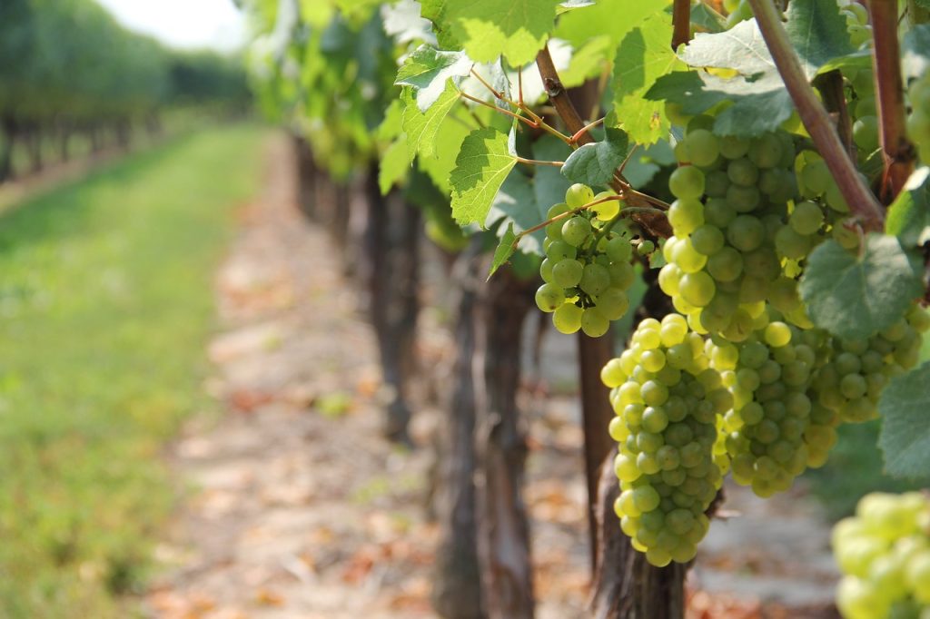 vine, vineyard, grape-3327945.jpg